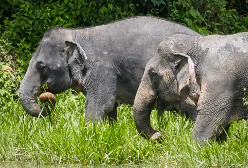 Phuket Elephant Sanctuary Full Day Phuket Travel Store 4