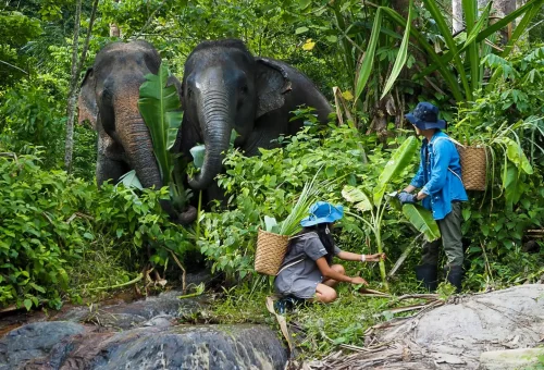 Elephant gently taking food directly from a visitor’s hand at Phuket Elephant Sanctuary.