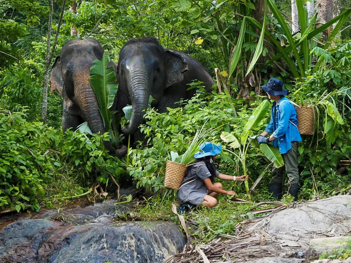Phuket Elephant Sanctuary Full Day Phuket Travel Store  7