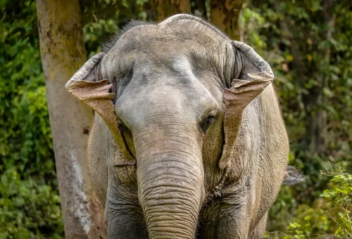 Elephants leisurely walking and exploring the lush jungle at Phuket Elephant Sanctuary.