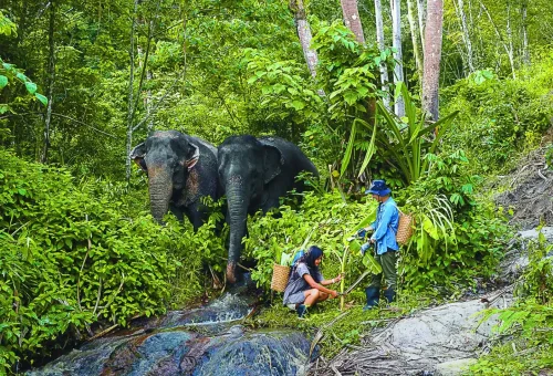 Visitors walking alongside elephants as they explore the jungle at Phuket Elephant Sanctuary.