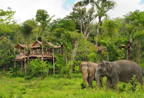 Elephants peacefully roaming and foraging in the lush jungle at Phuket Elephant Sanctuary.