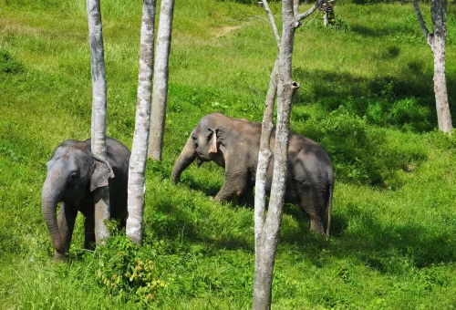 phuket-elephant-sanctuary-full-day-phuket-travel-store-12