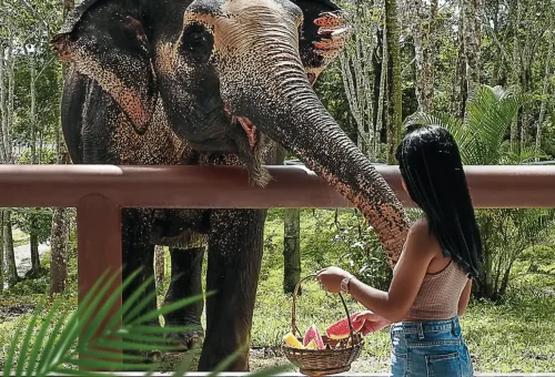 A smiling woman gently feeds a rescued elephant at Phuket Elephant Sanctuary, surrounded by lush greenery.