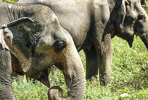 A small herd of rescued elephants strolls together through the open jungle space at Phuket Elephant Sanctuary.