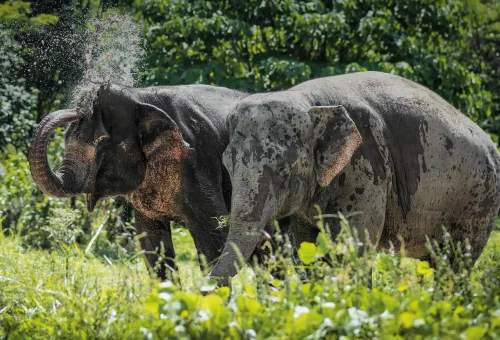 An elephant playfully splashes water in a jungle pool at Phuket Elephant Sanctuary, surrounded by tropical greenery.