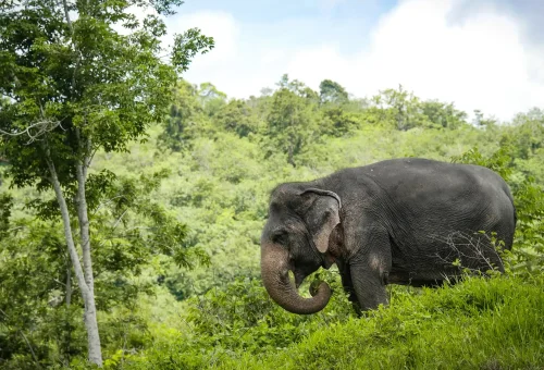 A rescued elephant walks along a jungle hillside trail at Phuket Elephant Sanctuary, framed by lush forest.