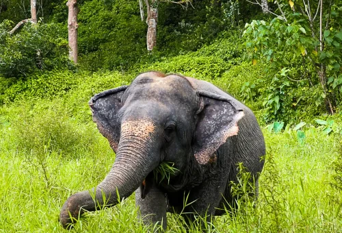 A rescued elephant enjoys its time in the jungle, surrounded by dense greenery and natural beauty at Phuket Elephant Sanctuary.