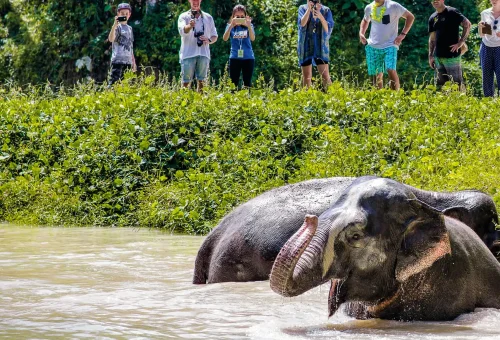 Phuket Elephant Sanctuary Half Day Phuket Travel Store 9