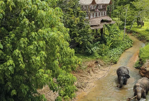 phuket-elephant-sanctuary-half-day-phuket-travel-store-10