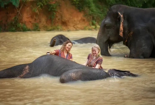 Phuket Elephant Jungle Sanctuary Half Day Experience Phuket Travel Store 2