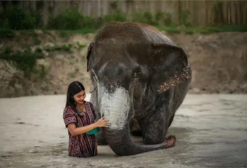 Phuket Elephant Jungle Sanctuary Half Day Experience Phuket Travel Store 3