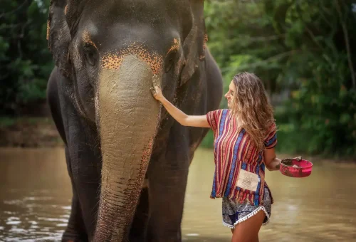 Tourists feeding elephants and participating in a fun mud spa session at Phuket Elephant Jungle Sanctuary during the half-day experience.