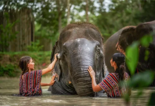 Guests gently scrubbing and bathing elephants in a natural pool during the Phuket Elephant Jungle Sanctuary half-day experience.