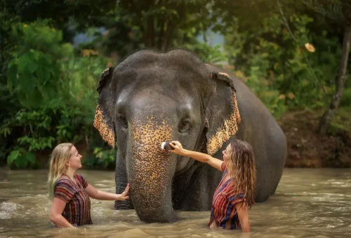 Phuket Elephant Jungle Sanctuary Half Day Experience Phuket Travel Store 7