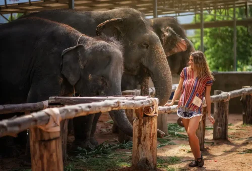 Visitors taking photos with elephants in a natural jungle setting at Phuket Elephant Jungle Sanctuary during the half-day program.