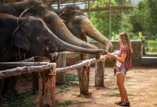 phuket-elephant-jungle-sanctuary-half-day-experience-phuket-travel-store-9