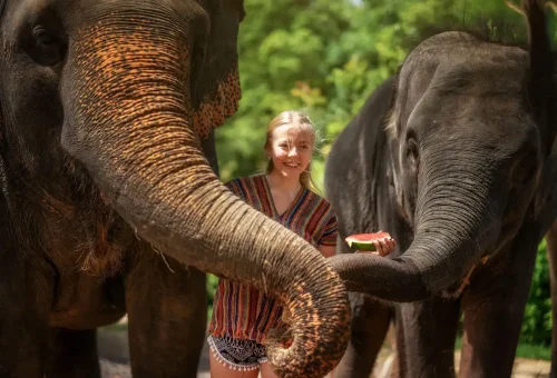 Visitors feeding juicy watermelon slices to elephants at Phuket Elephant Jungle Sanctuary during the half-day experience.