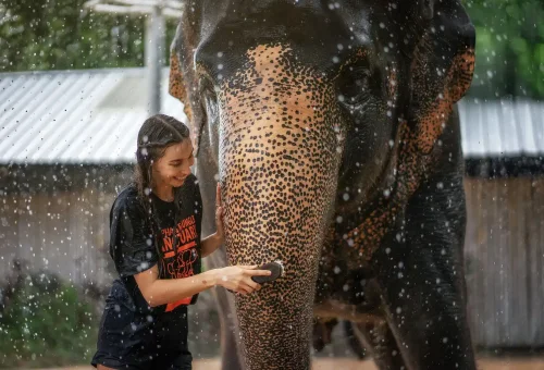Visitors enjoying a rain shower experience with elephants at Phuket Elephant Jungle Sanctuary as part of the Feed and Shower program.