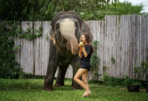 phuket-elephant-jungle-sanctuary-feed-and-shower-experience-phuket-travel-store-2