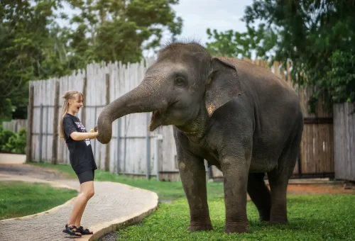 Phuket Elephant Jungle Sanctuary Feed And Shower Experience Phuket Travel Store 3