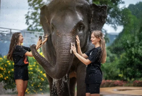 Phuket Elephant Jungle Sanctuary Feed And Shower Experience Phuket Travel Store 4