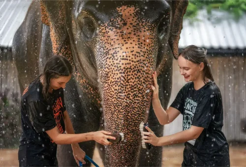 Phuket Elephant Jungle Sanctuary Feed And Shower Experience Phuket Travel Store 5
