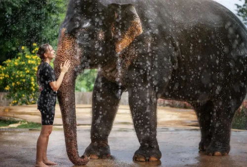 phuket-elephant-jungle-sanctuary-feed-and-shower-experience-phuket-travel-store-6