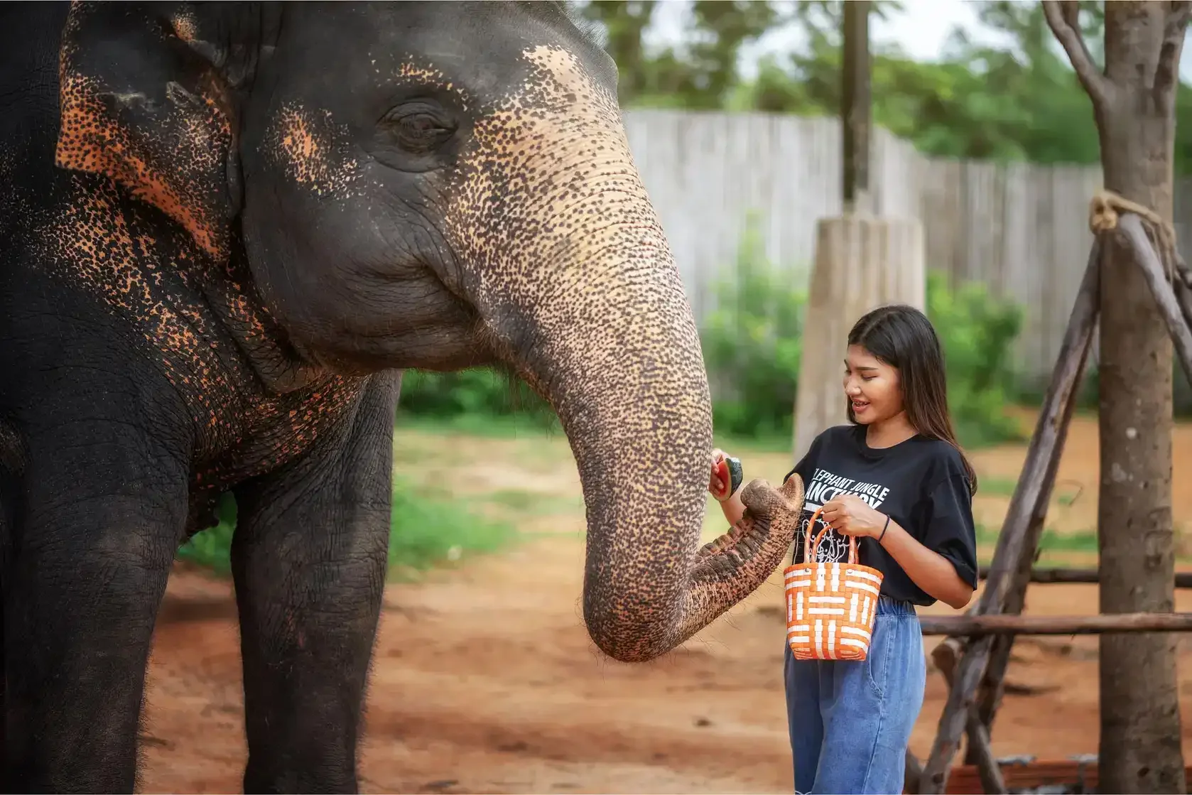 Phuket Elephant Jungle Sanctuary Feed Me Experience Phuket Travel Store 1