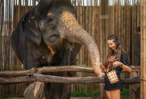 Phuket Elephant Jungle Sanctuary Feed Me Experience Phuket Travel Store 2