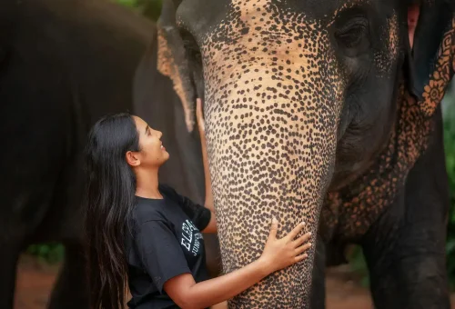 Phuket Elephant Jungle Sanctuary Feed Me Experience Phuket Travel Store 3