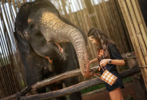 Phuket Elephant Jungle Sanctuary Feed Me Experience Phuket Travel Store 4