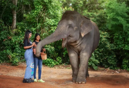 Phuket Elephant Jungle Sanctuary Feed Me Experience Phuket Travel Store 5