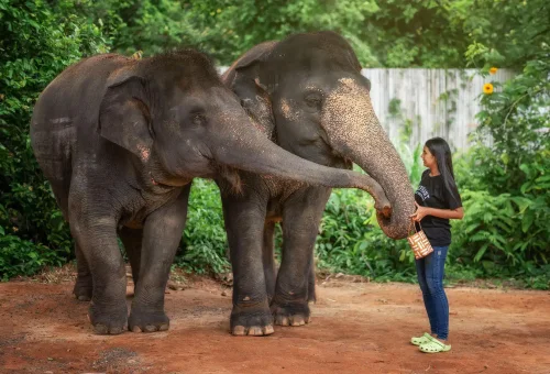 Close-up of a visitor feeding a friendly elephant during the Feed Me experience at Phuket Elephant Jungle Sanctuary.