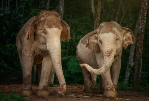 phuket-elephant-jungle-sanctuary-watch-me-experience-phuket-travel-store-4