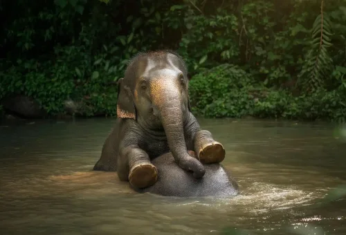 Visitor observing elephants bathing and cooling off in a natural pool during the Watch Me experience at Phuket Elephant Jungle Sanctuary.