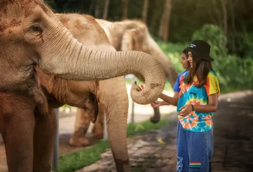 phuket-elephant-jungle-sanctuary-watch-me-experience-phuket-travel-store-6