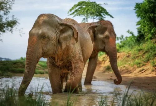 Phuket Elephant Jungle Sanctuary Watch Me Experience Phuket Travel Store 7