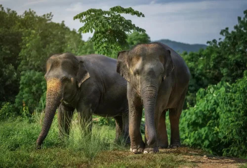 Phuket Elephant Jungle Sanctuary Watch Me Experience Phuket Travel Store 8