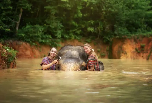 Phuket Elephant Jungle Sanctuary Walk With Elephants Experience Phuket Travel Store 1