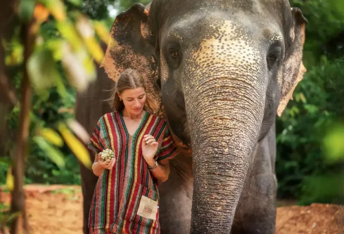 Phuket Elephant Jungle Sanctuary Walk With Elephants Experience Phuket Travel Store 7