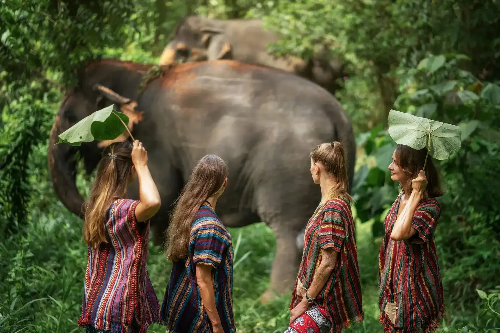 Phuket Elephant Jungle Sanctuary Walk With Elephants Experience Phuket Travel Store 9