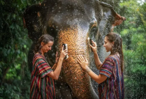 Visitor gently scrubbing an elephant during a bathing session in the jungle as part of the Walk with Elephants experience at Phuket Elephant Jungle Sanctuary.