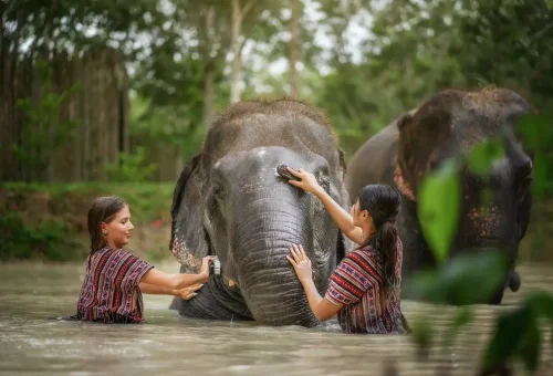 Guest bathing with a relaxed elephant in a natural pool during the Jumbo Elephant Program at Phuket Elephant Jungle Sanctuary.