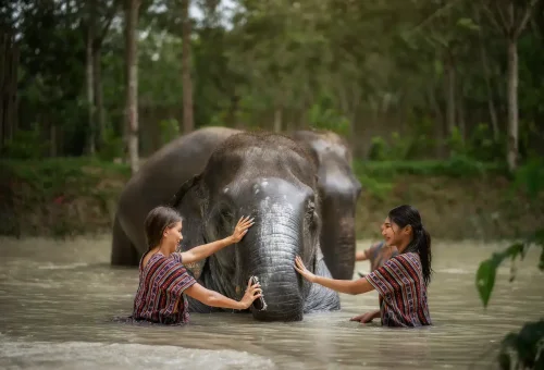 Phuket Elephant Jungle Sanctuary Jumbo Elephant Program Phuket Travel Store 3