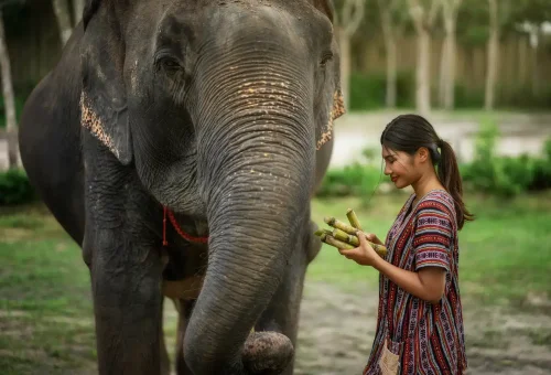 Phuket Elephant Jungle Sanctuary Jumbo Elephant Program Phuket Travel Store 4