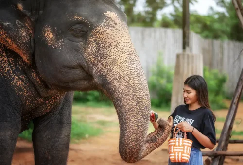Phuket Elephant Jungle Sanctuary Jumbo Elephant Program Phuket Travel Store 5