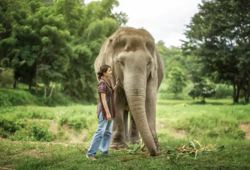 Guest posing for a photo beside a calm, friendly elephant in the jungle during the Jumbo Elephant Program at Phuket Elephant Jungle Sanctuary.