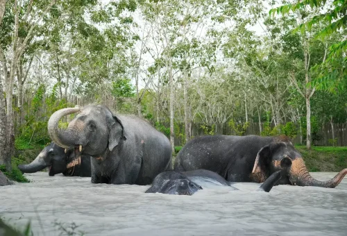 Phuket Elephant Jungle Sanctuary Jumbo Elephant Program Phuket Travel Store 8