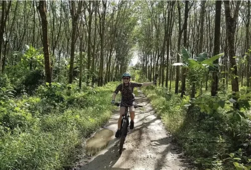 Cyclists riding through a peaceful rubber plantation on Koh Yao Noi during the guided cycling tour with Phuket Travel Store